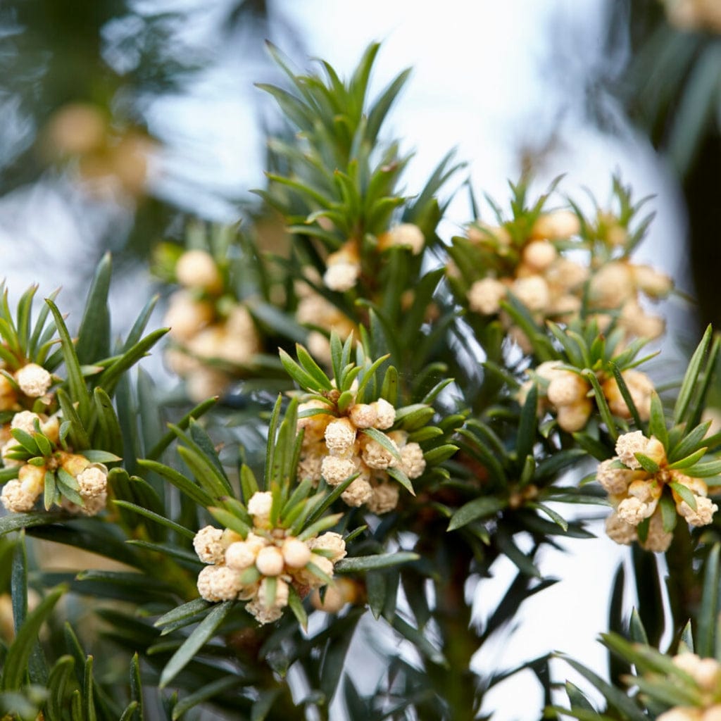 Taxus baccata