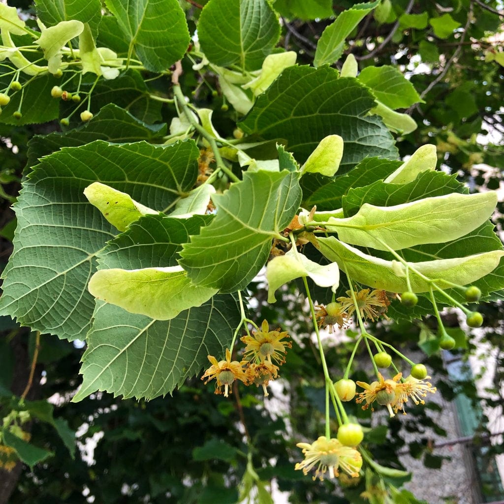 Tilia cordata