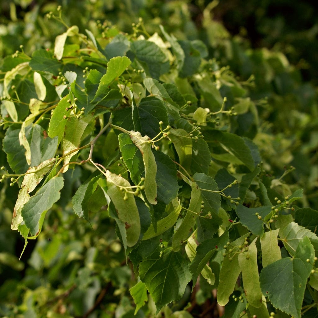 Tilia cordata