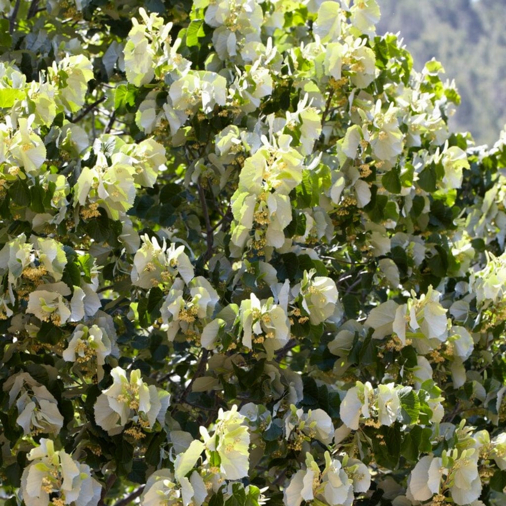 Tilia cordata