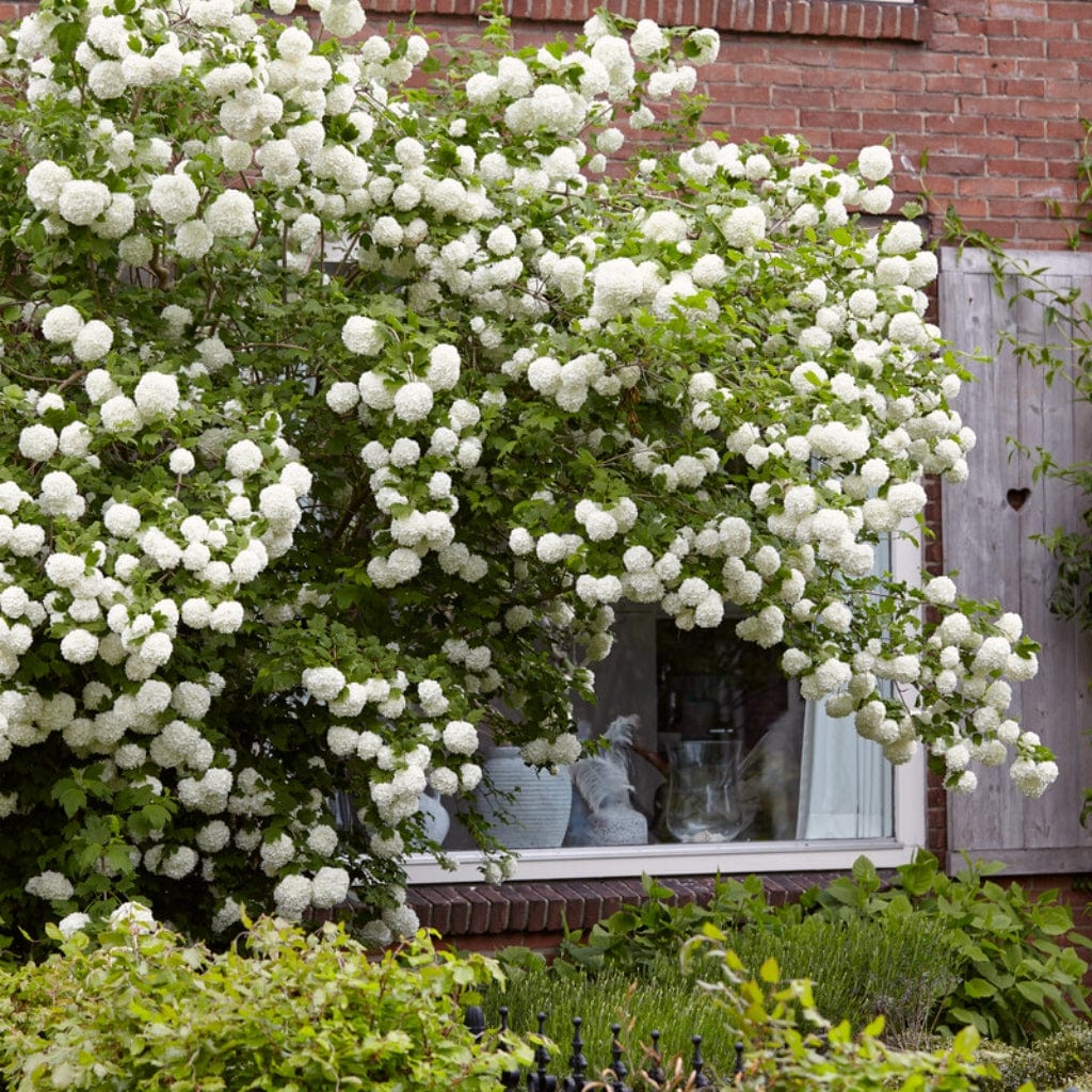 Viburnum opulus