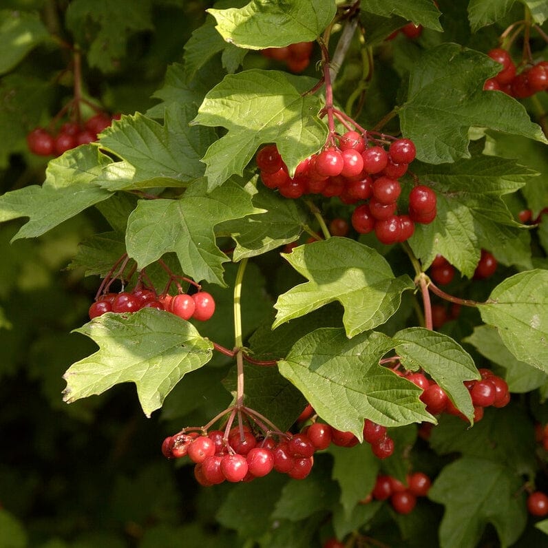 Viburnum opulus