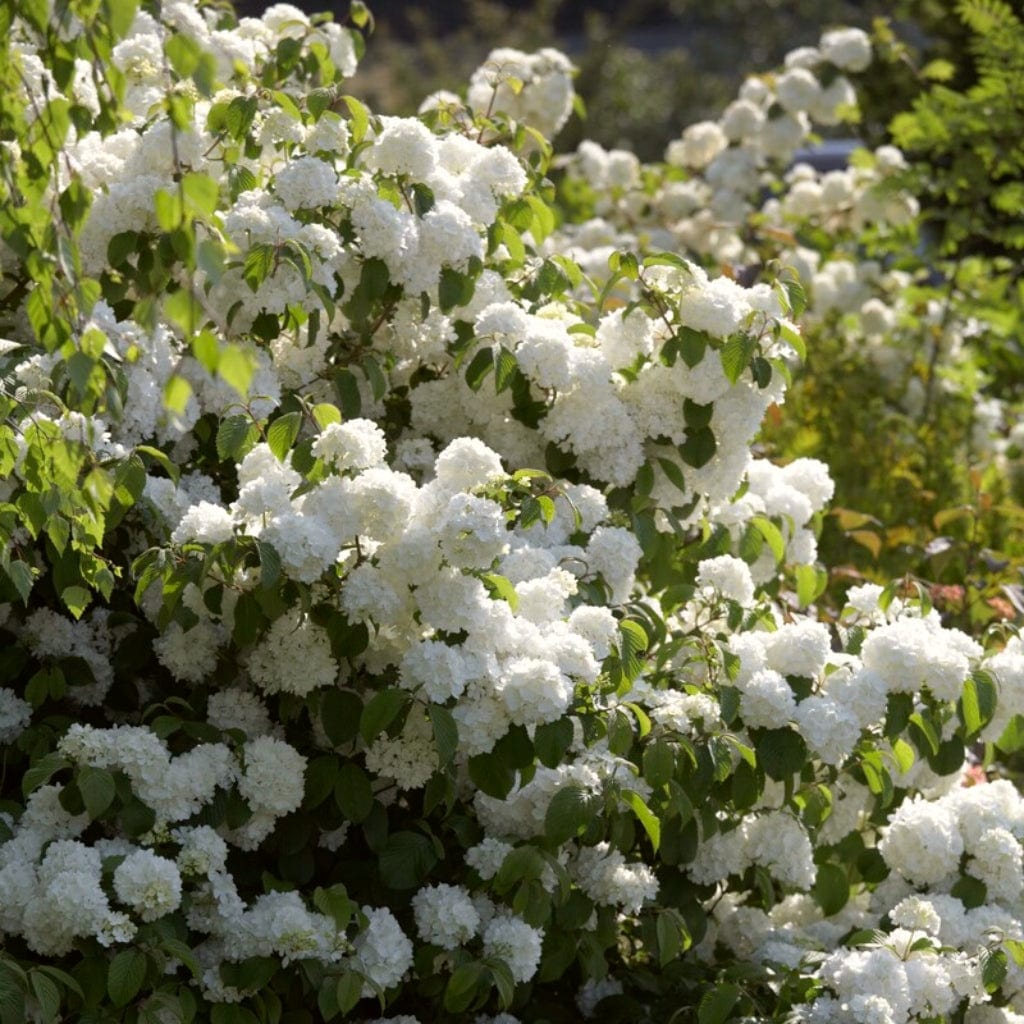 The Ultimate Flowering Hedge
