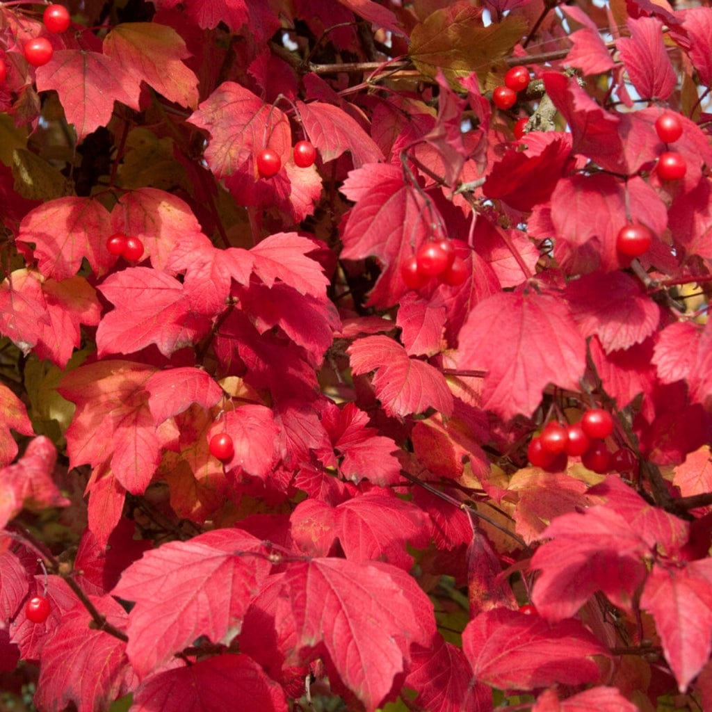 Viburnum opulus