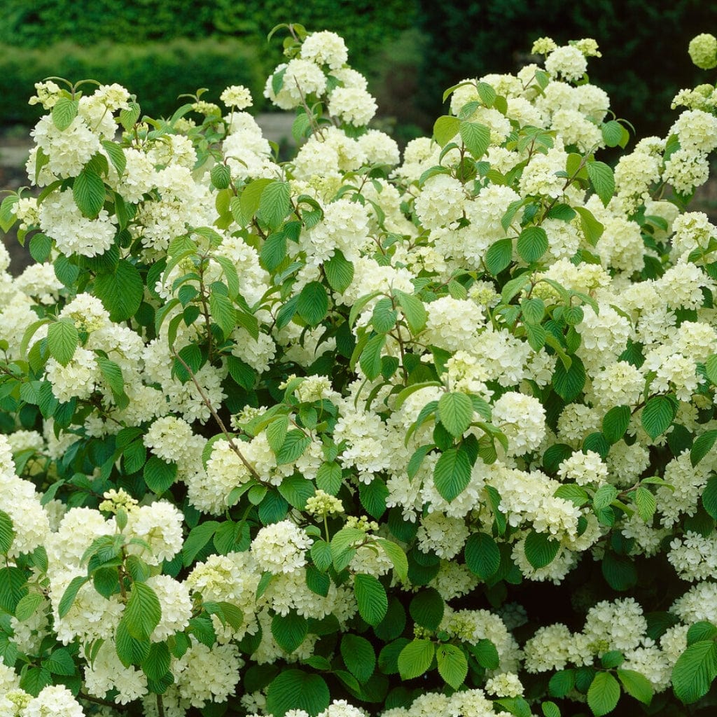 Viburnum opulus
