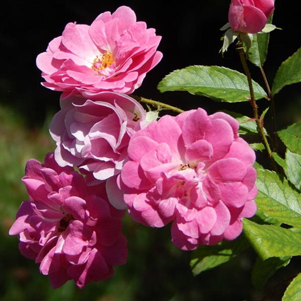 Rosa rubiginosa