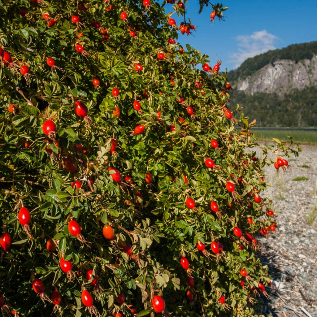 Rosa rubiginosa
