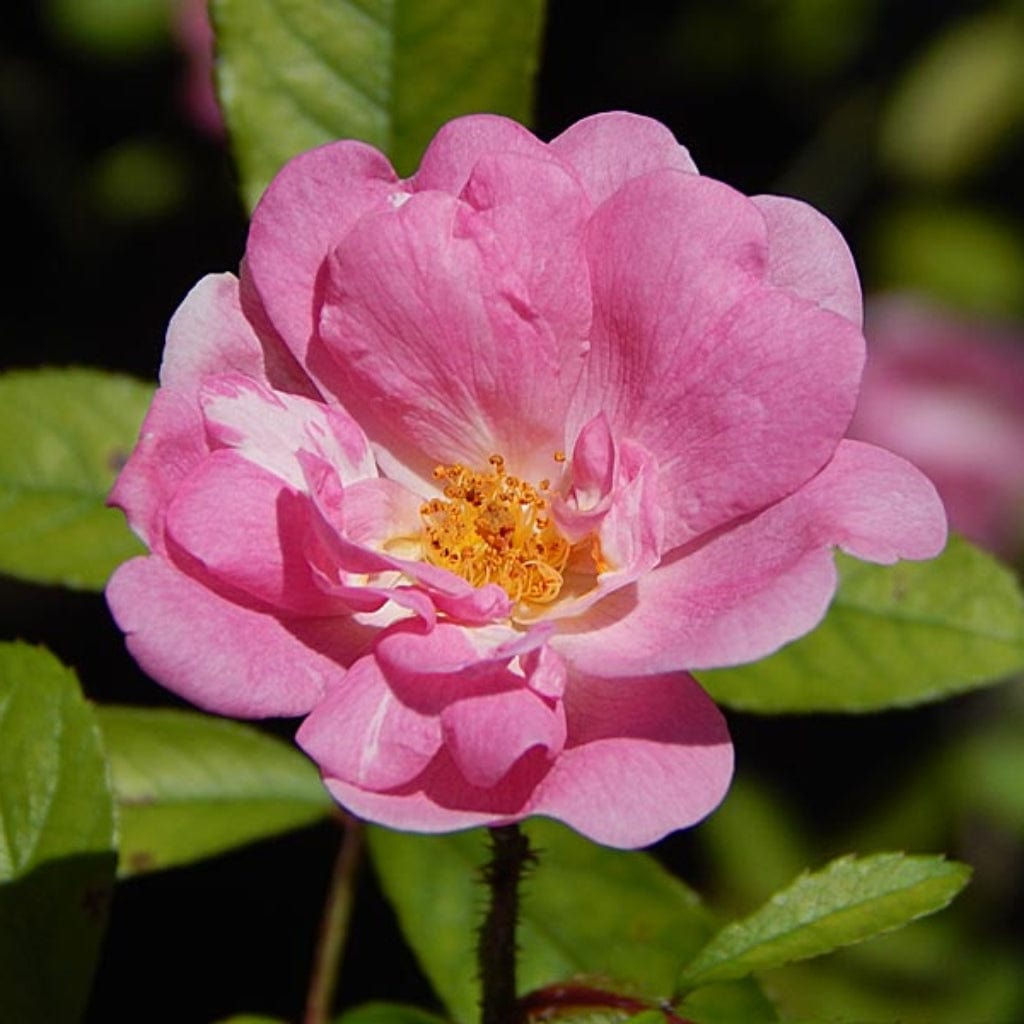 Rosa rubiginosa