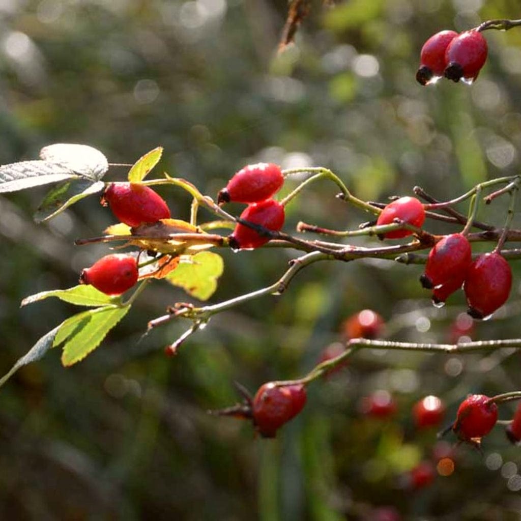 Rosa rubiginosa