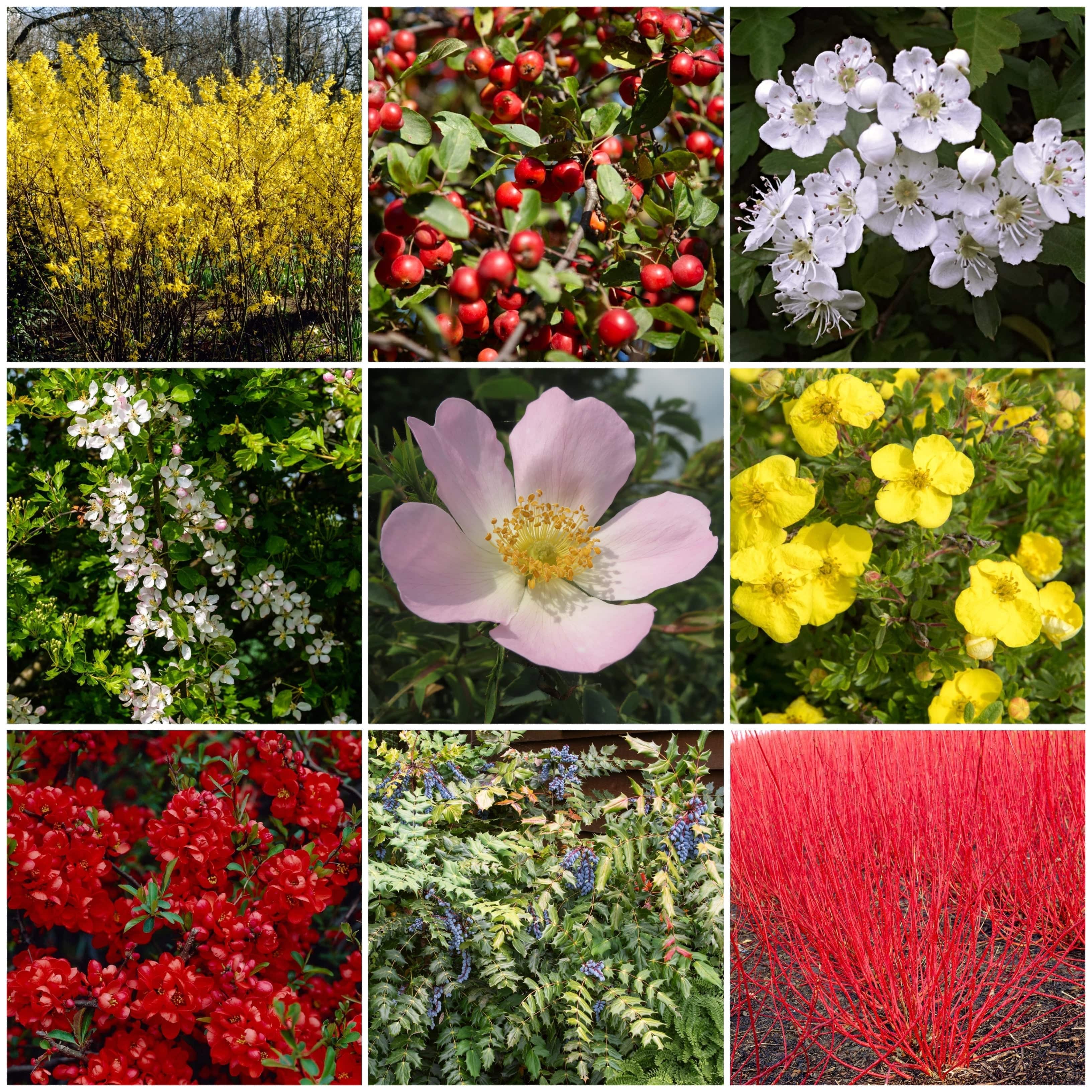 Growers' Choice