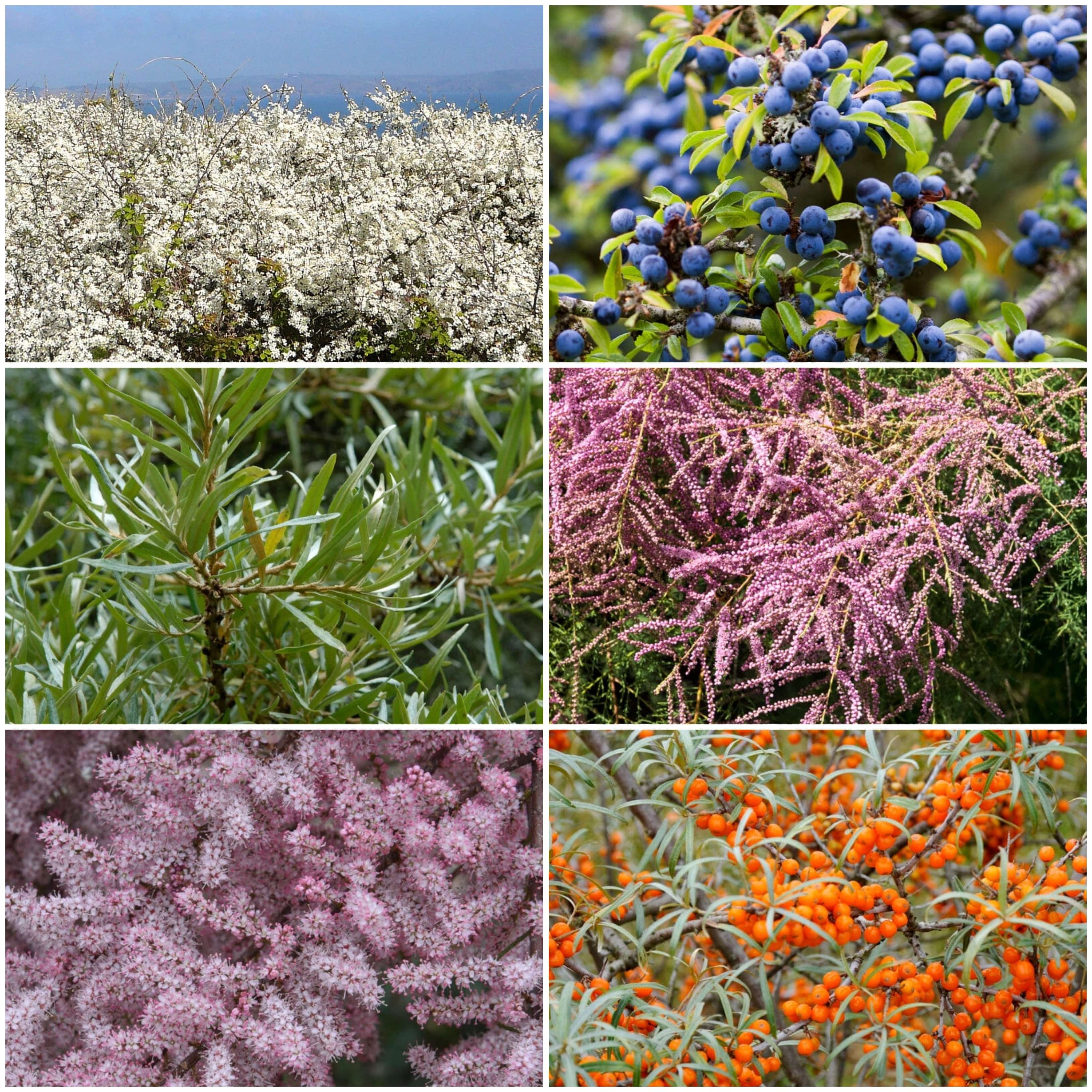 Growers' Choice