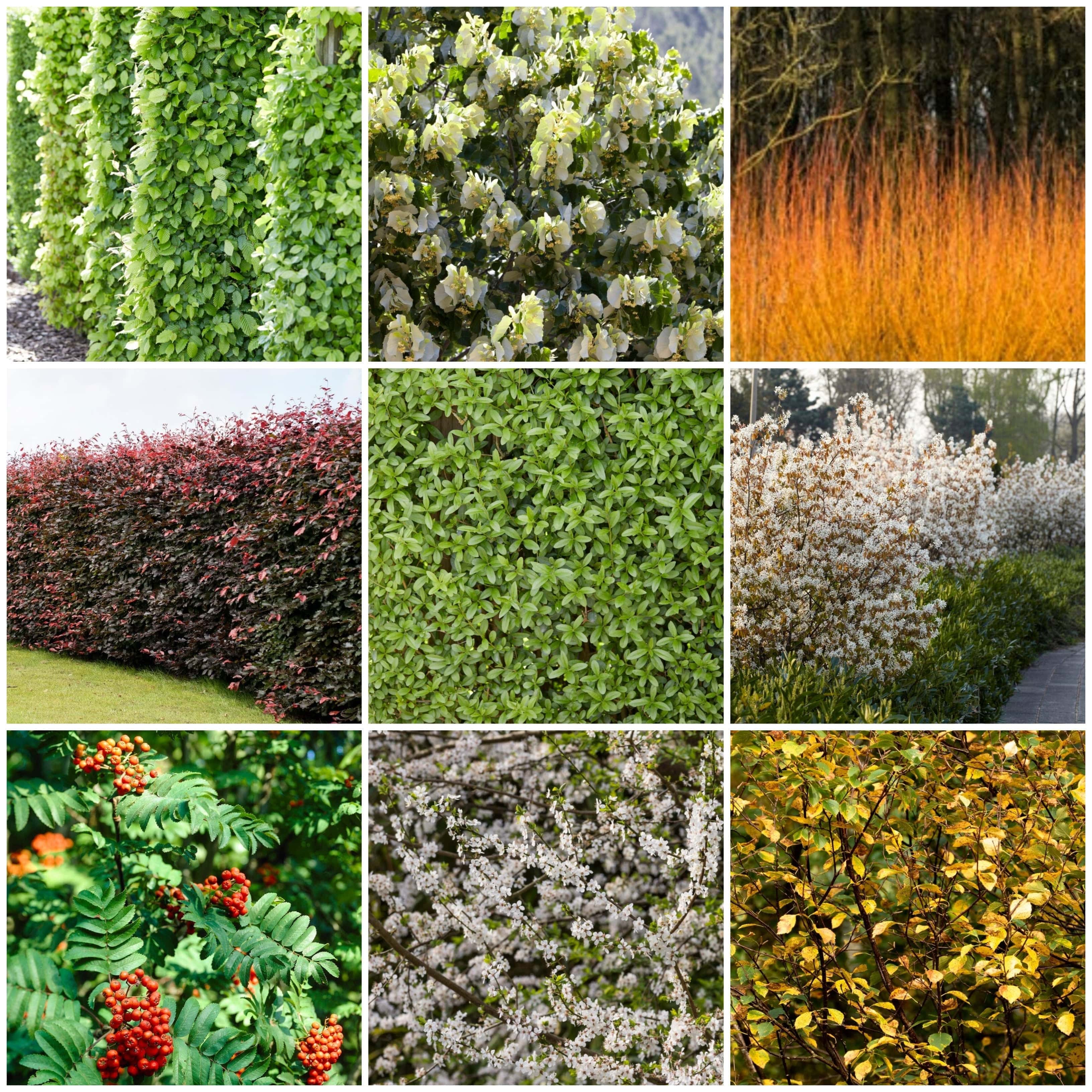 Growers' Choice