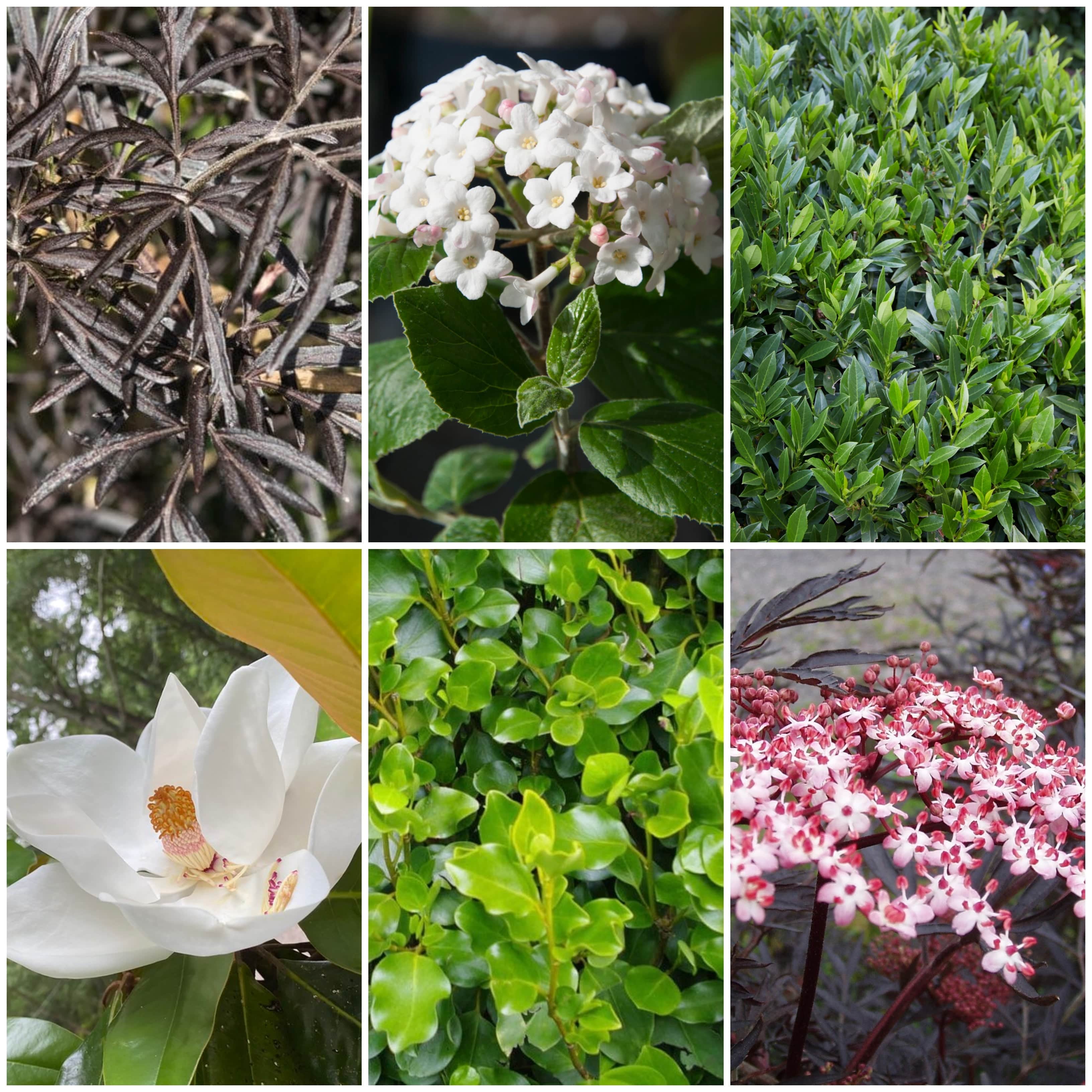 Best Fast Growing Shrubs