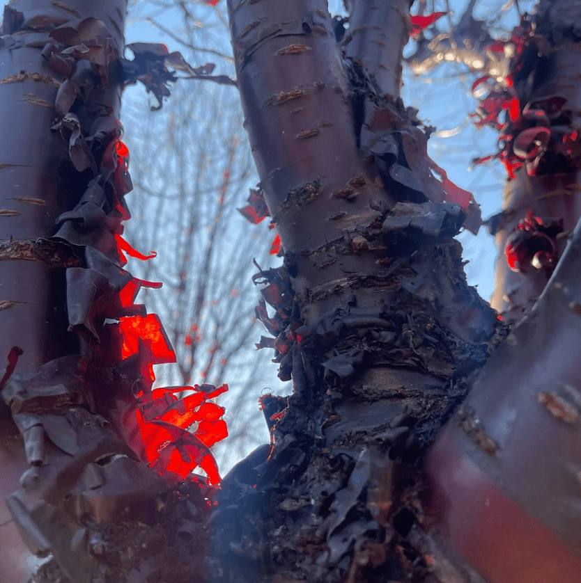 Prunus serrula
