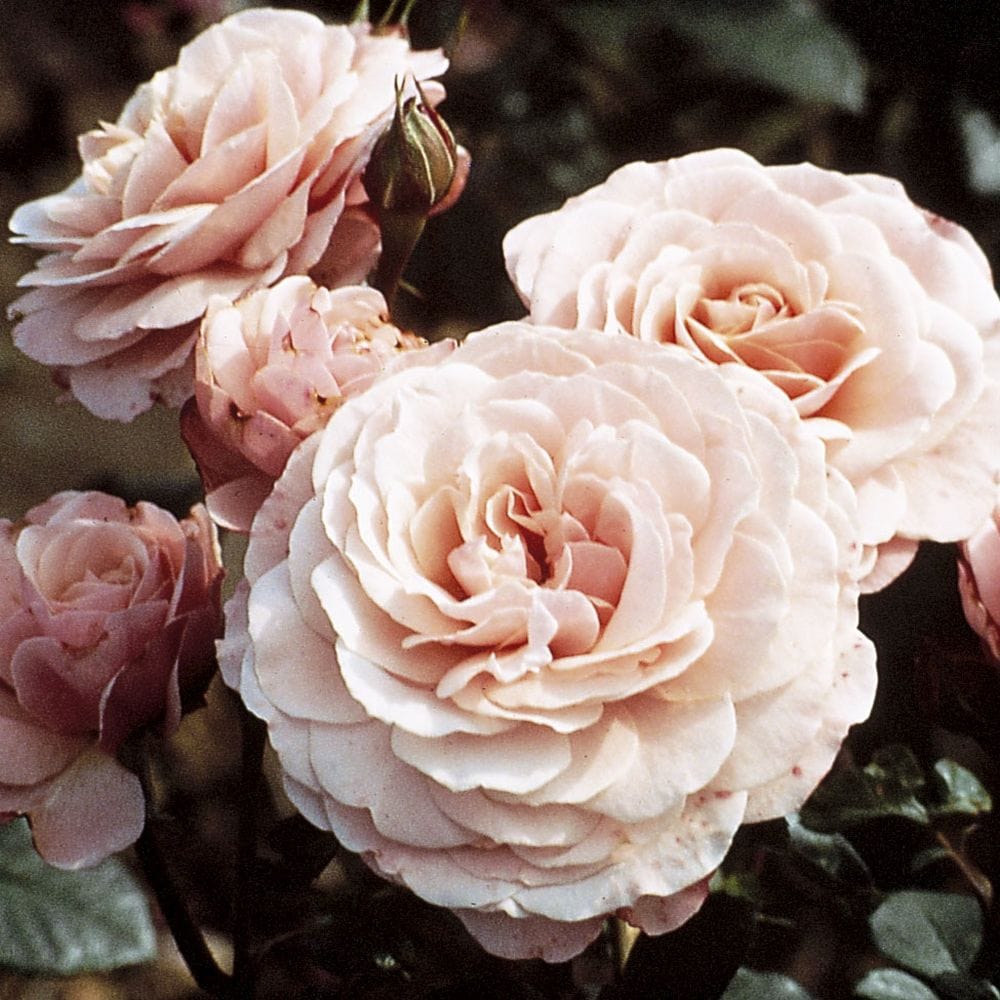 'Sexy Rexy' Floribunda Rose