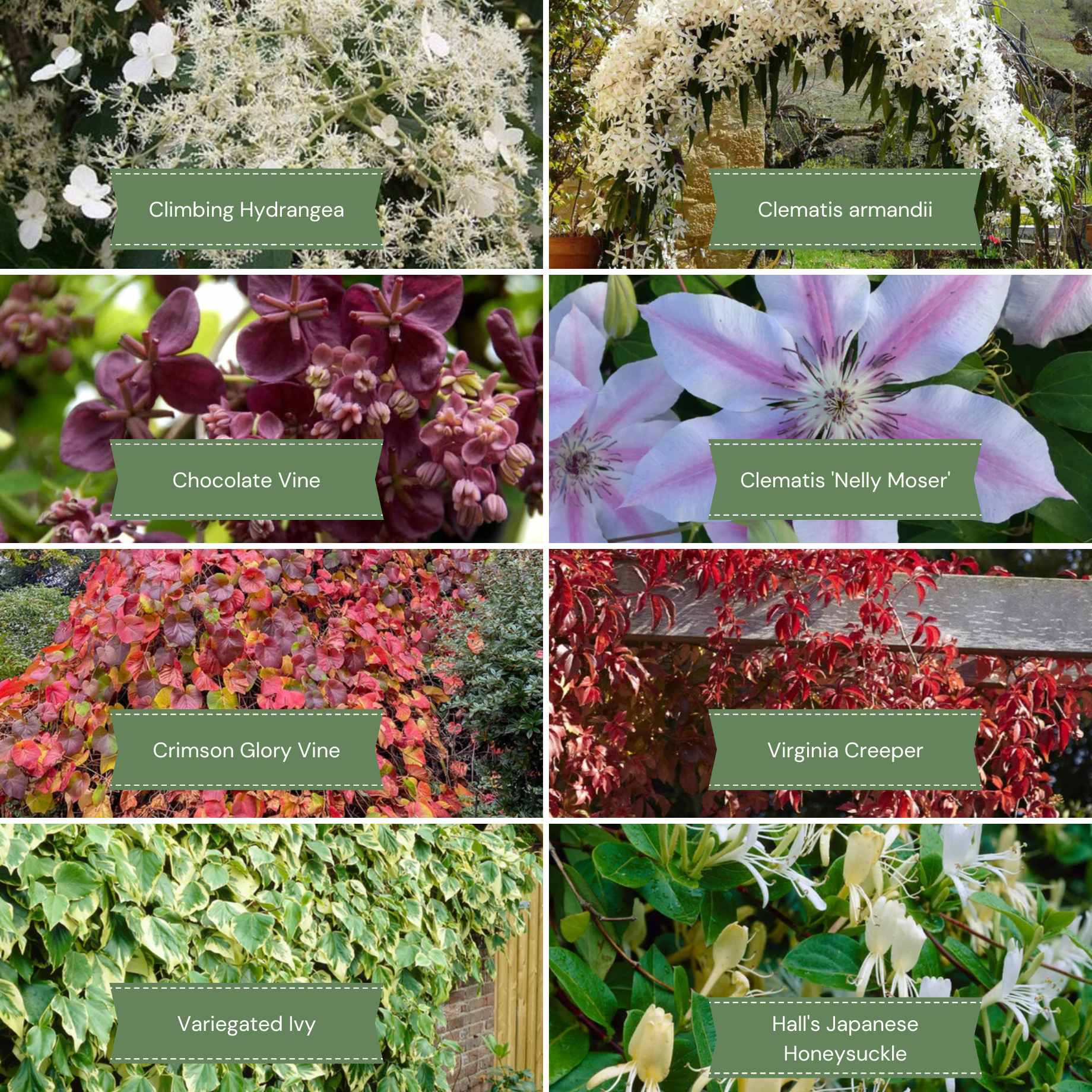 Best Climbing Plants for Shade