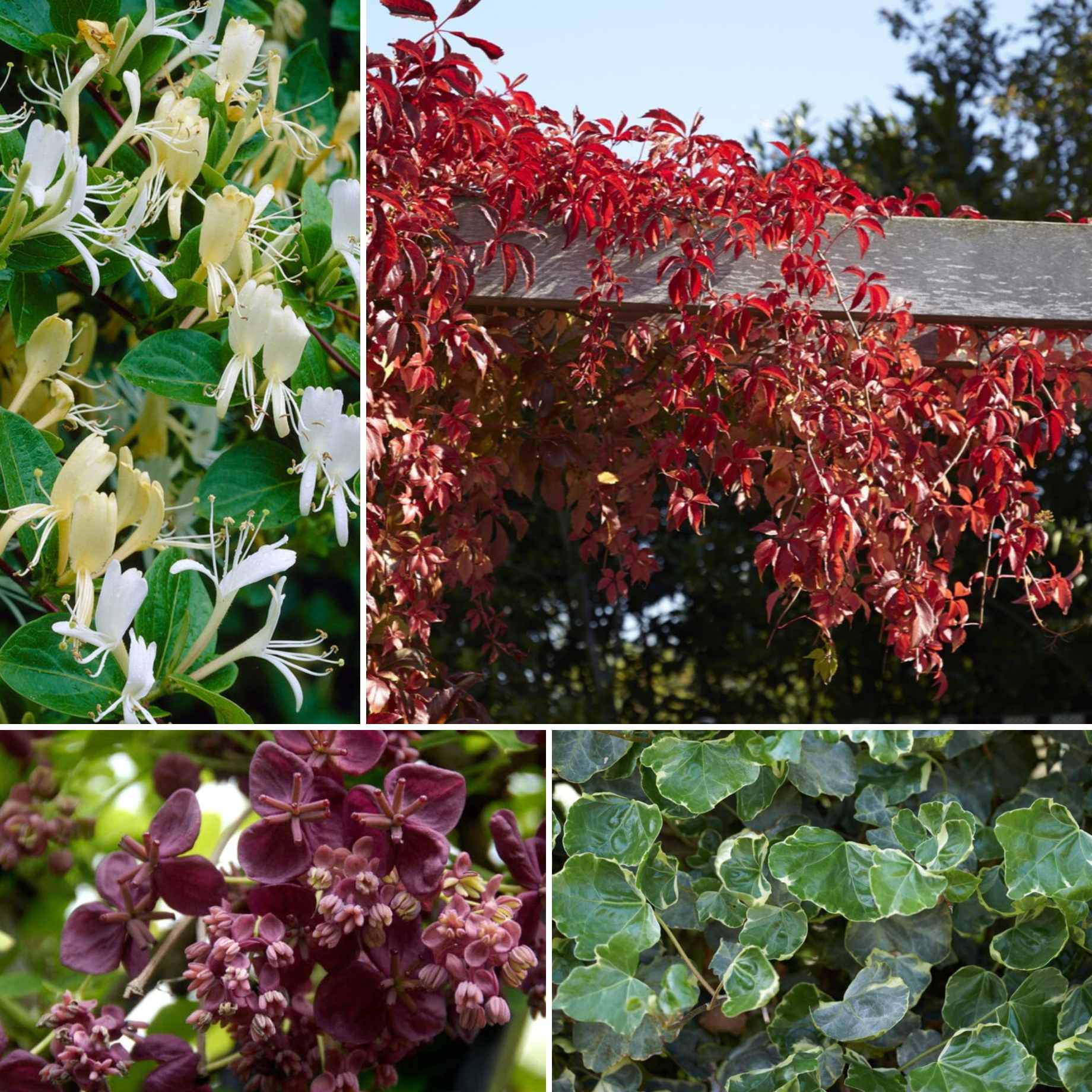 Best Climbing Plants for Shade