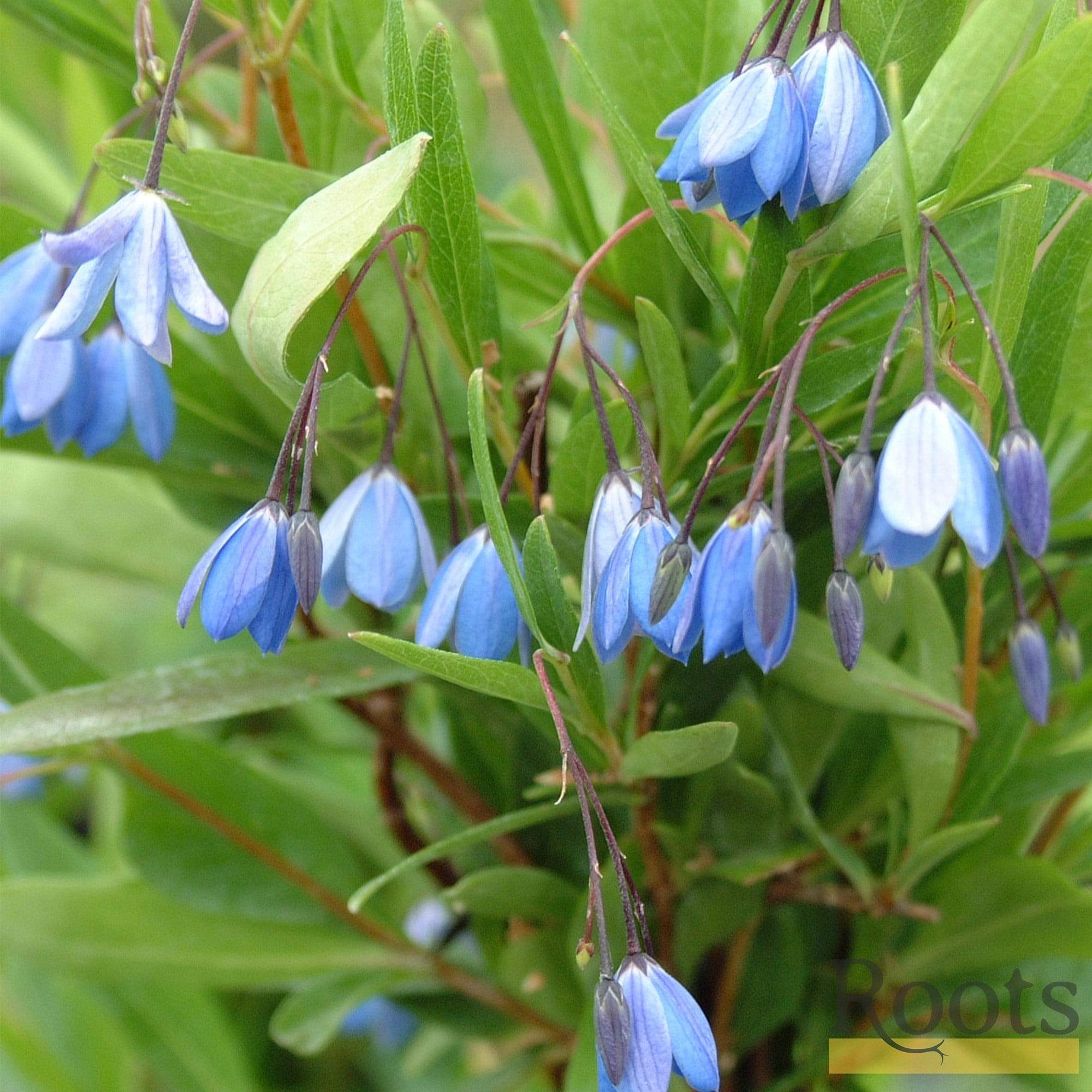 Sollya heterophylla