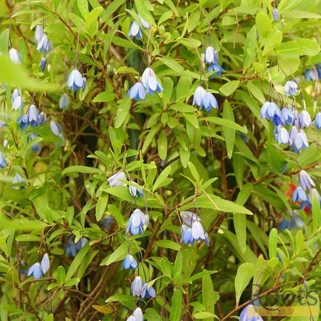 Sollya heterophylla
