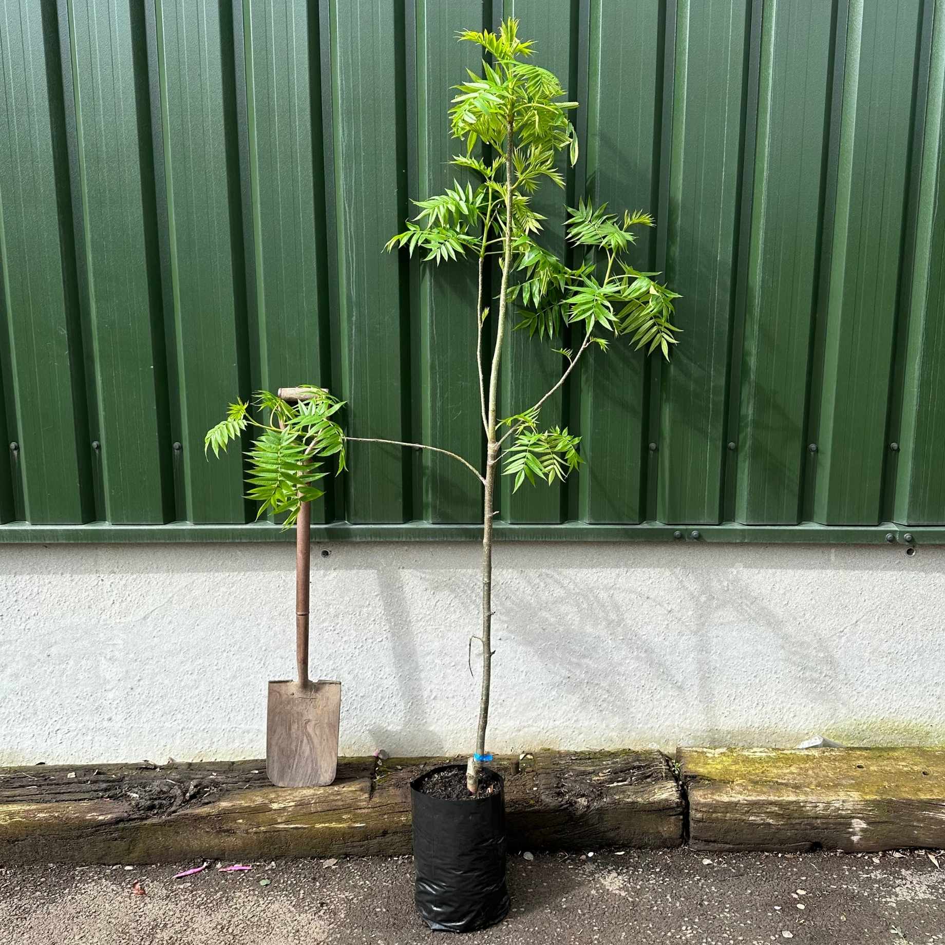 Sorbus