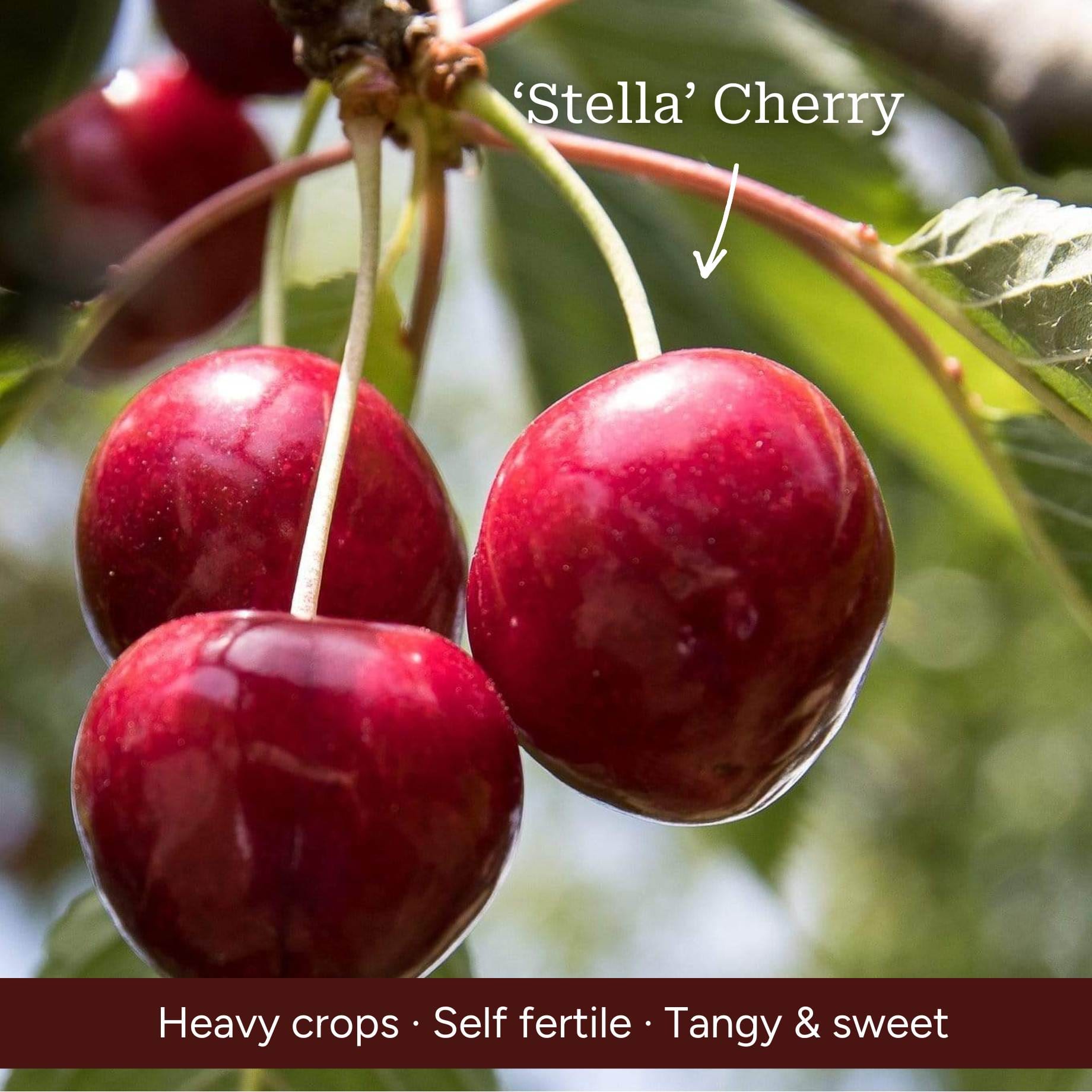 Cherry, Pear & Plum