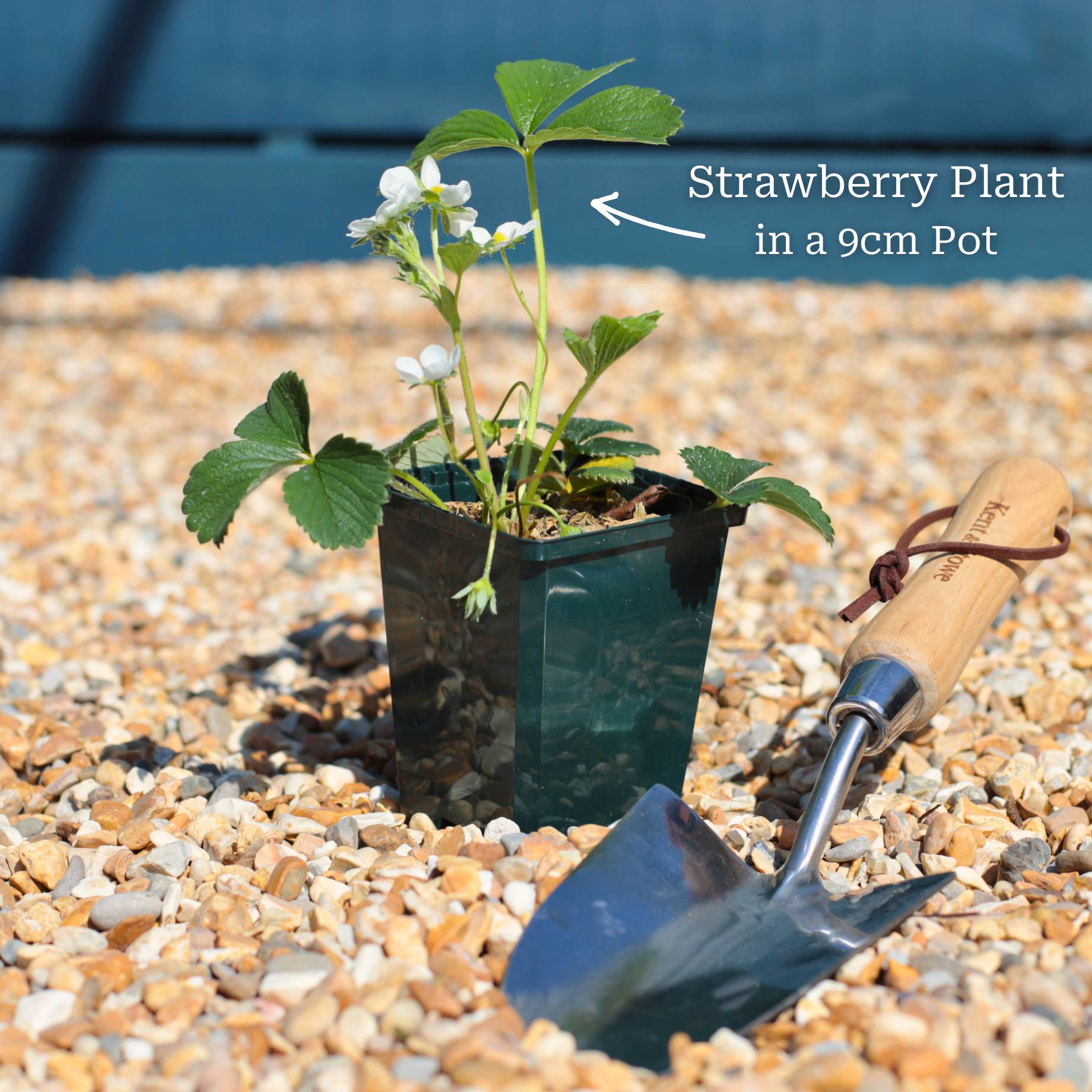 'Pineberry' Strawberry Plants