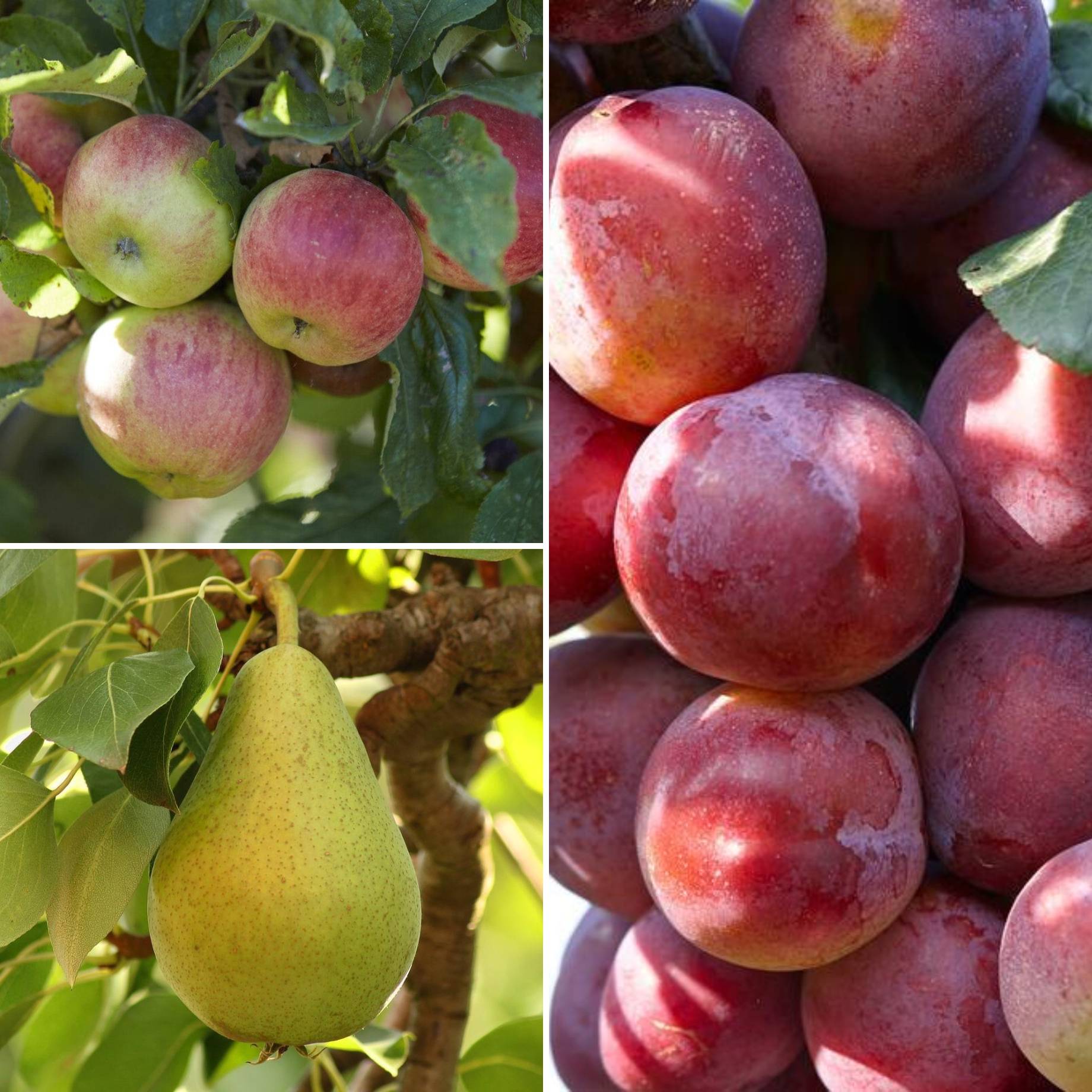 Apple, Pear & Plum