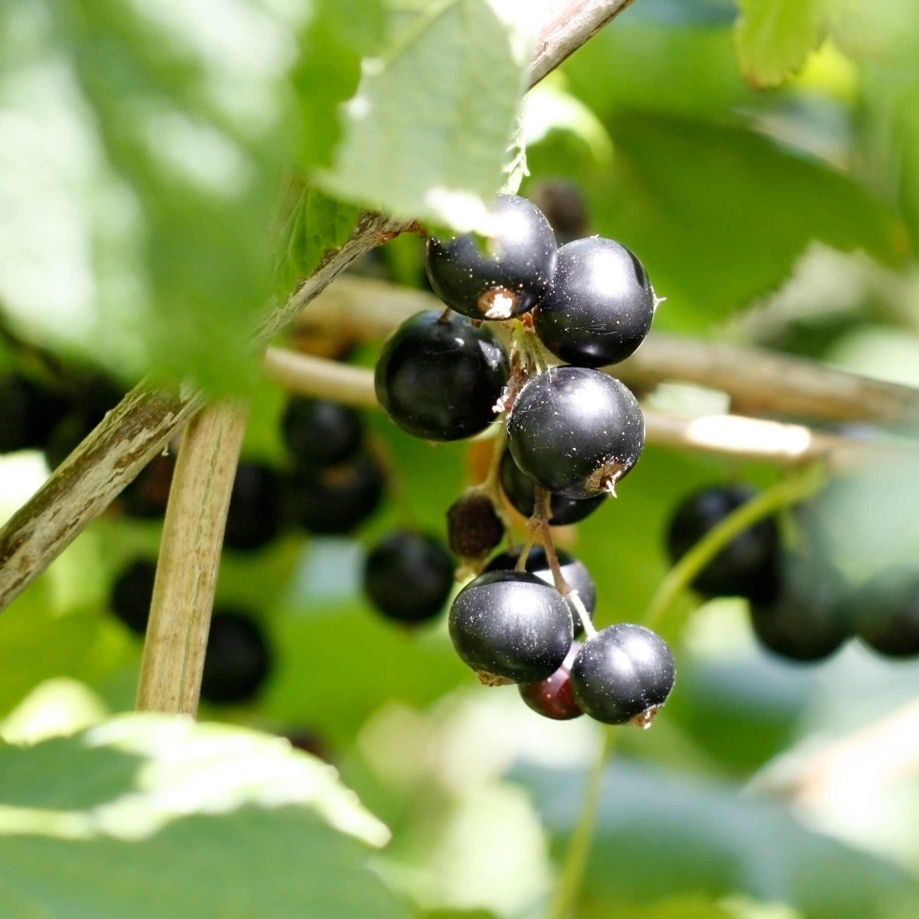 'Titania' Blackcurrant Bush