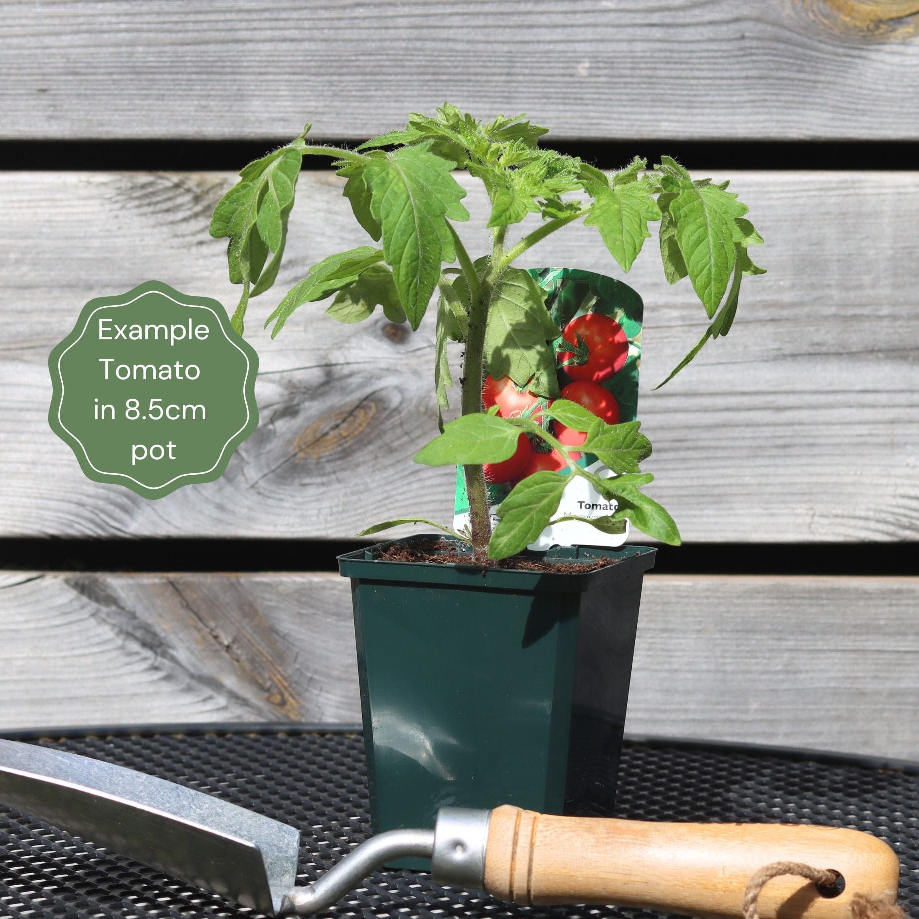 'Gardener's Delight' Tomato Plants