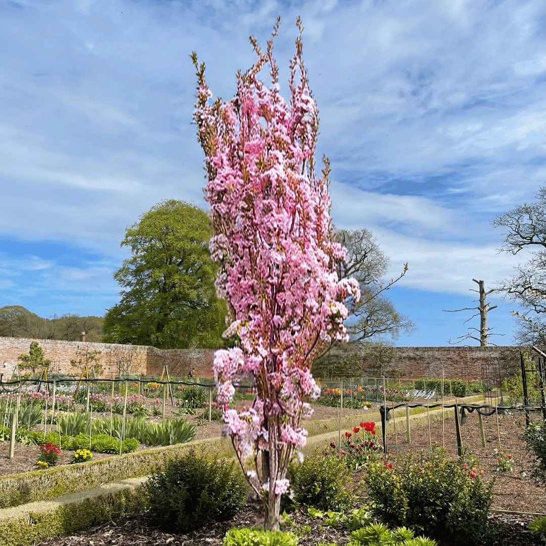 Prunus Amanogawa