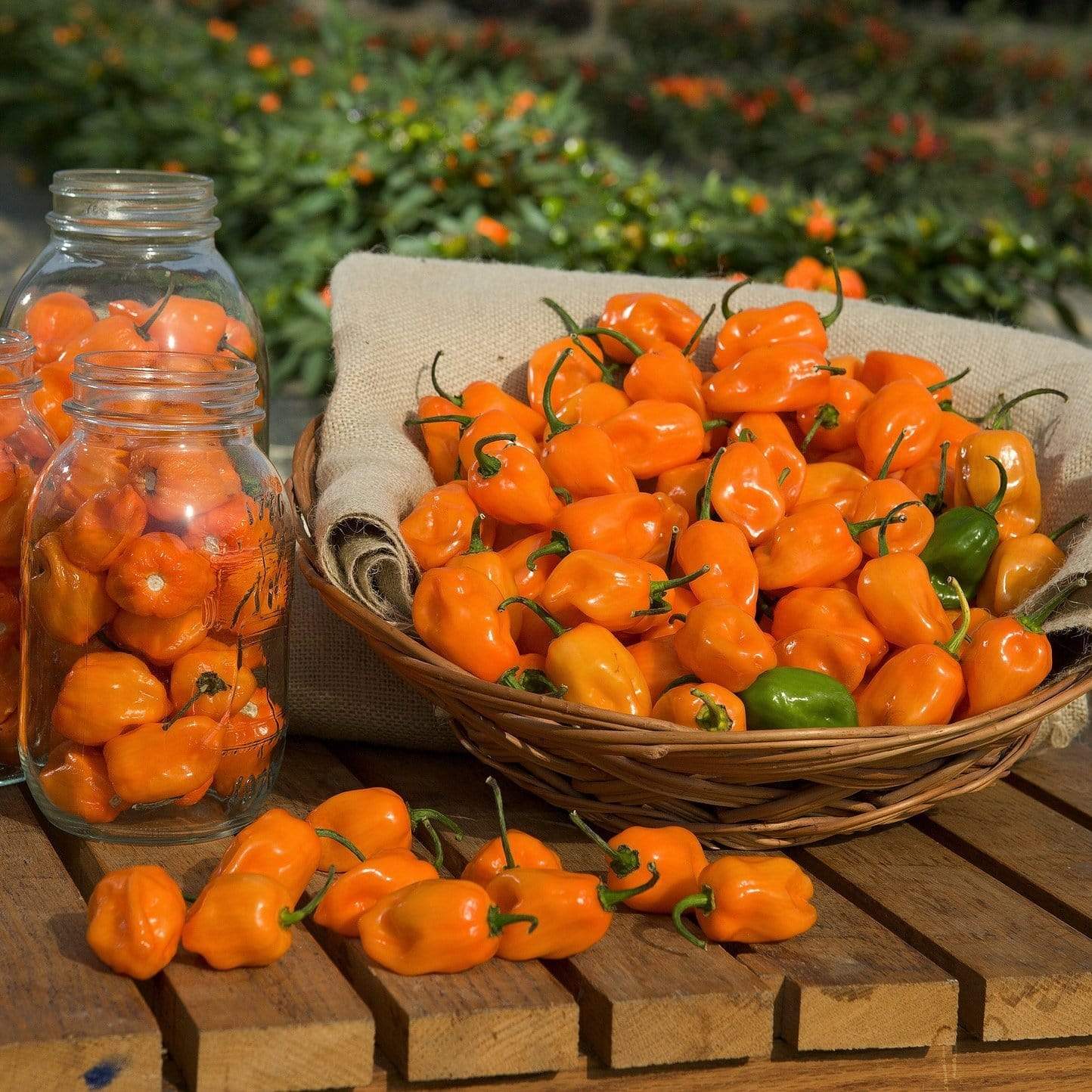 'Habanero Paper Lantern' Chilli Pepper Plants
