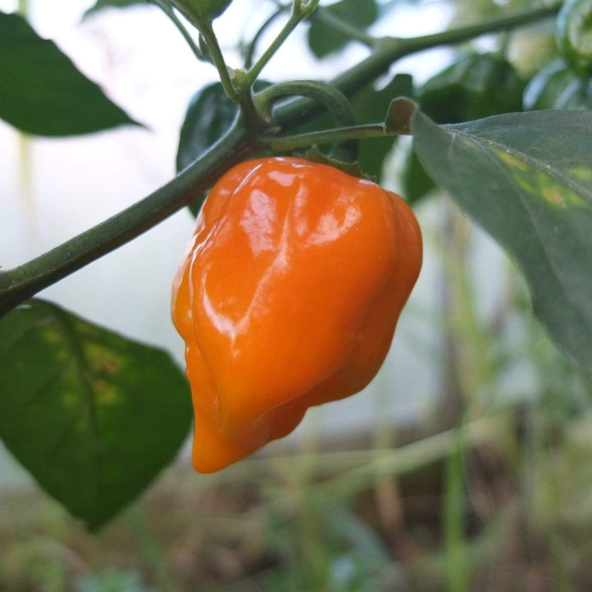 'Habanero Paper Lantern' Chilli Pepper Plants