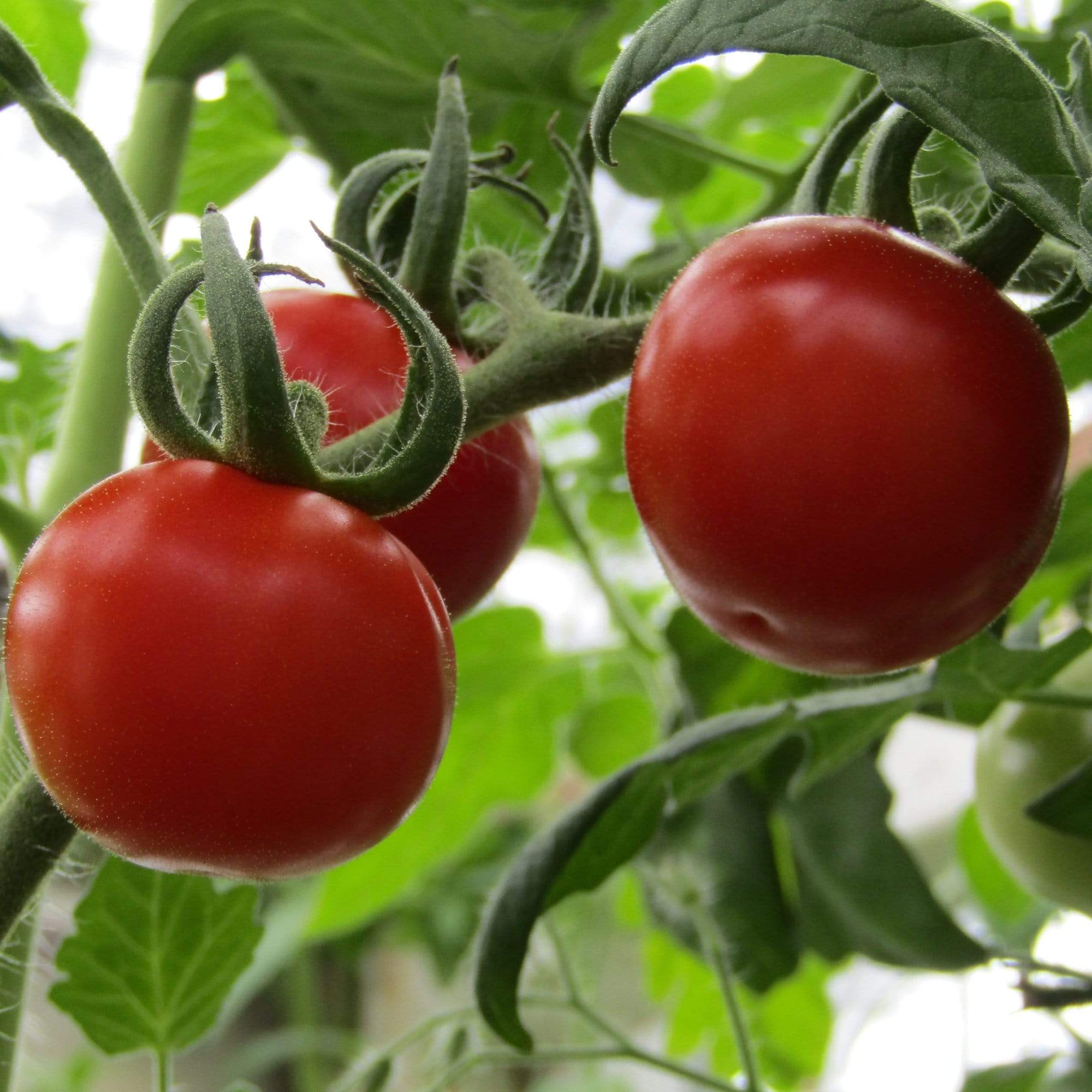 'Gardener's Delight' Tomato Plants