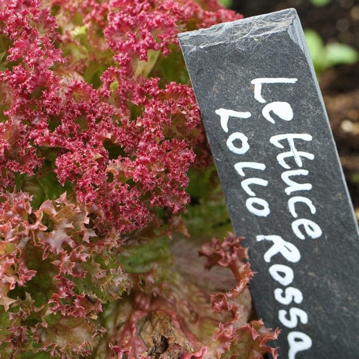 'Lollo Rossa' Lettuce Plants