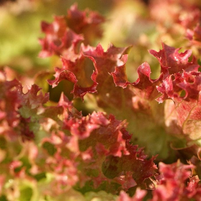 'Lollo Rossa' Lettuce Plants