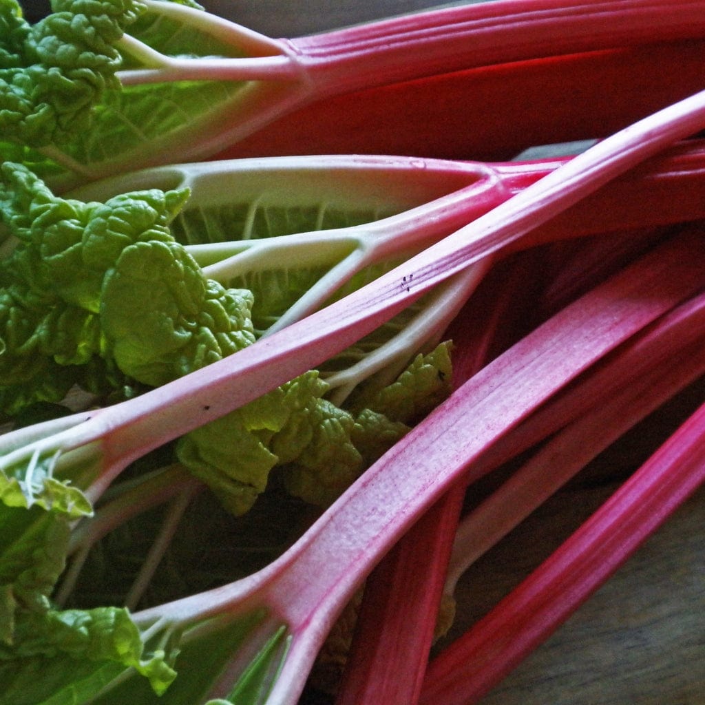 'Champagne' Rhubarb Plant