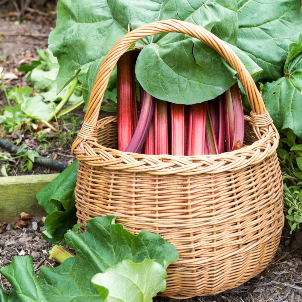 'Champagne' Rhubarb Plant
