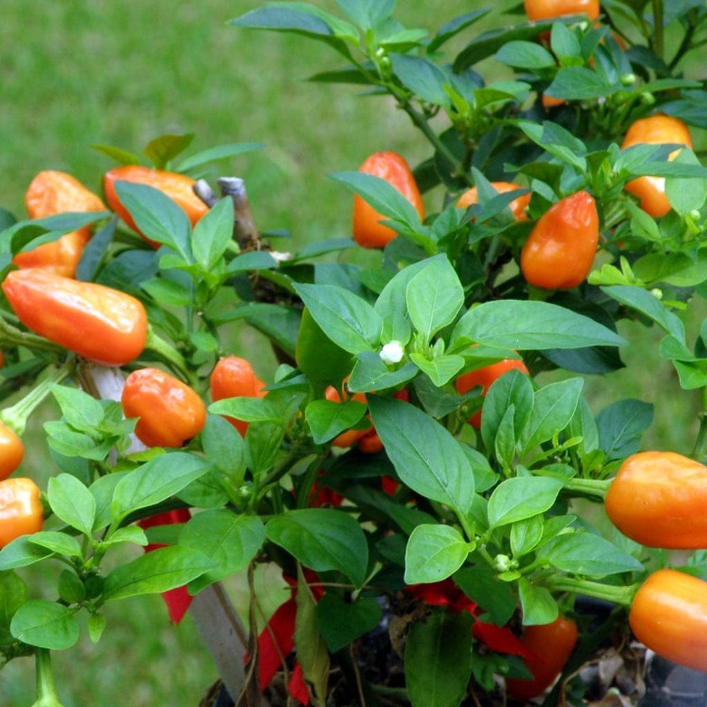 'Habanero Paper Lantern' Chilli Pepper Plants