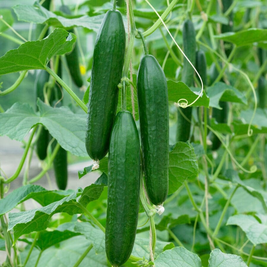'Ridge Perfection' Cucumber Plants