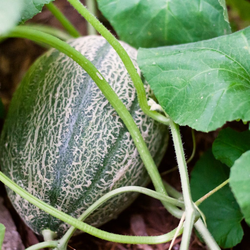 Cantaloupe Melon Plants