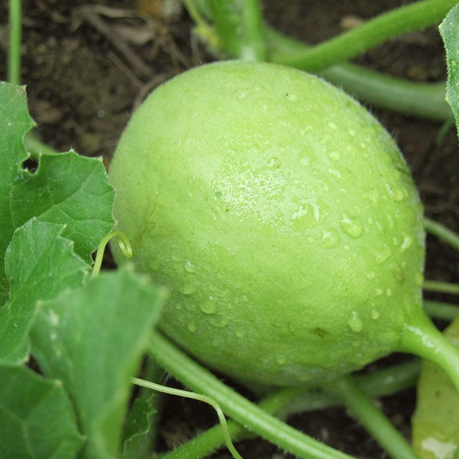 Cantaloupe Melon Plants