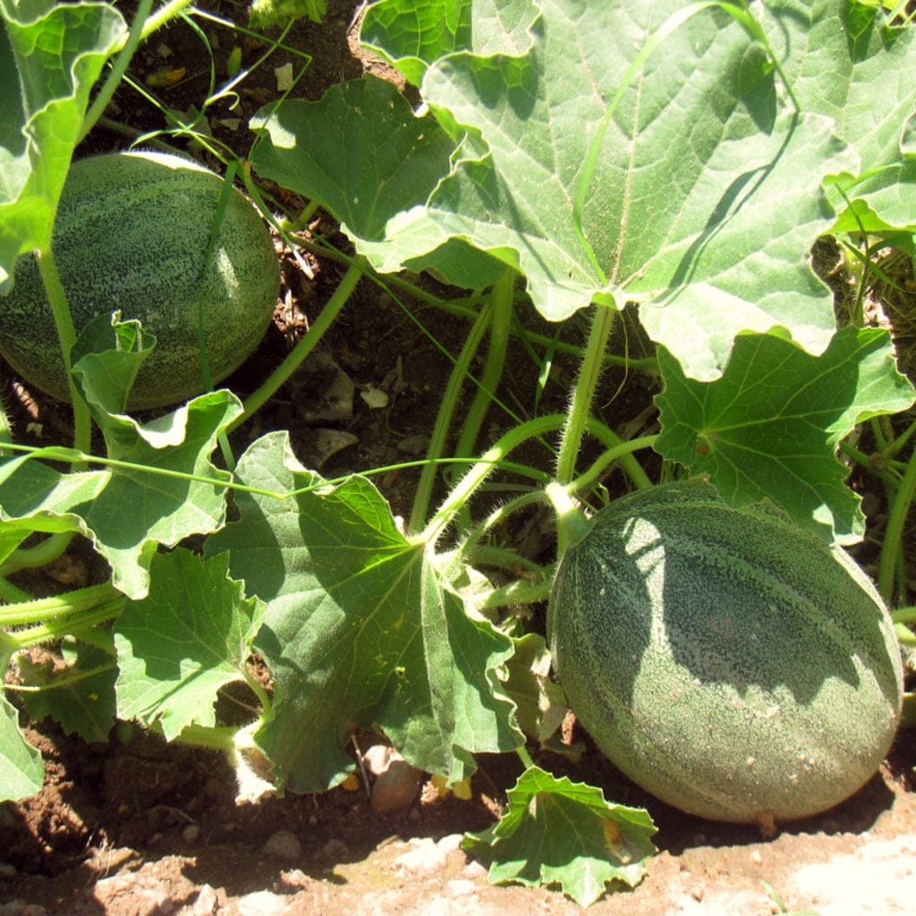 Cantaloupe Melon Plants