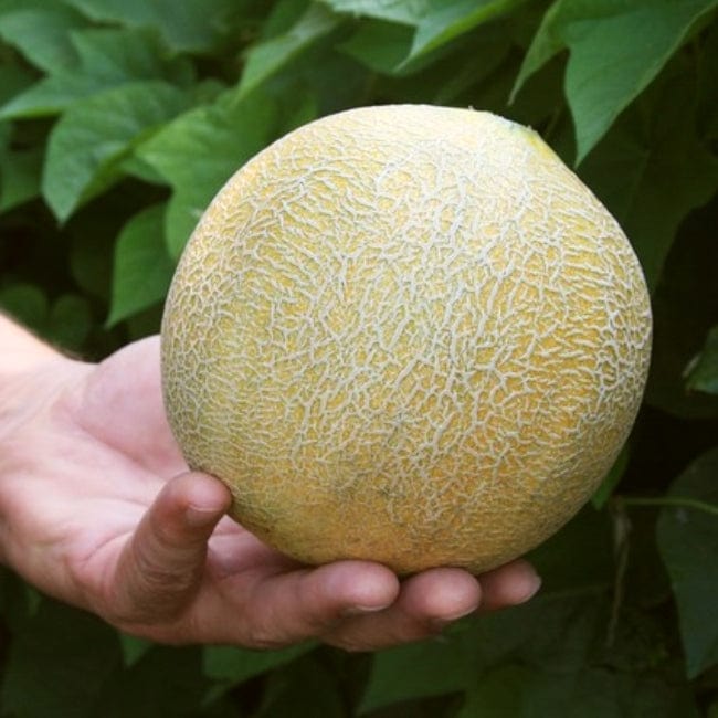 Cantaloupe Melon Plants