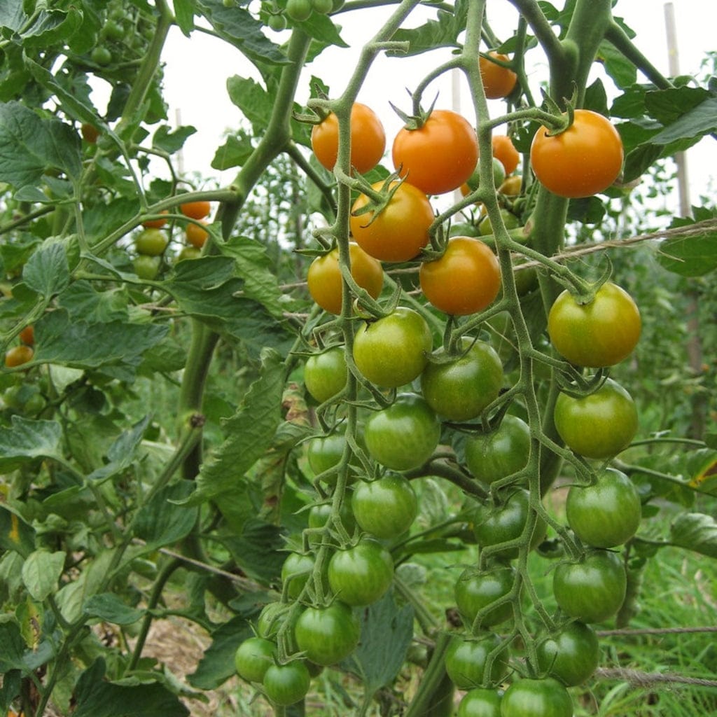 'Sungold' Tomato Plants