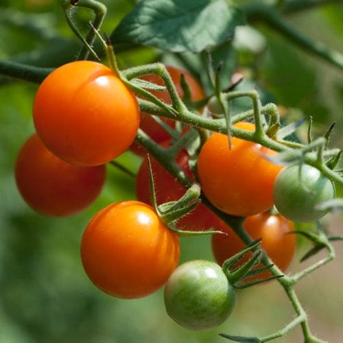 'Sungold' Tomato Plants