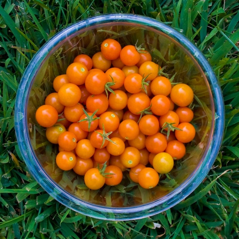 'Sungold' Tomato Plants