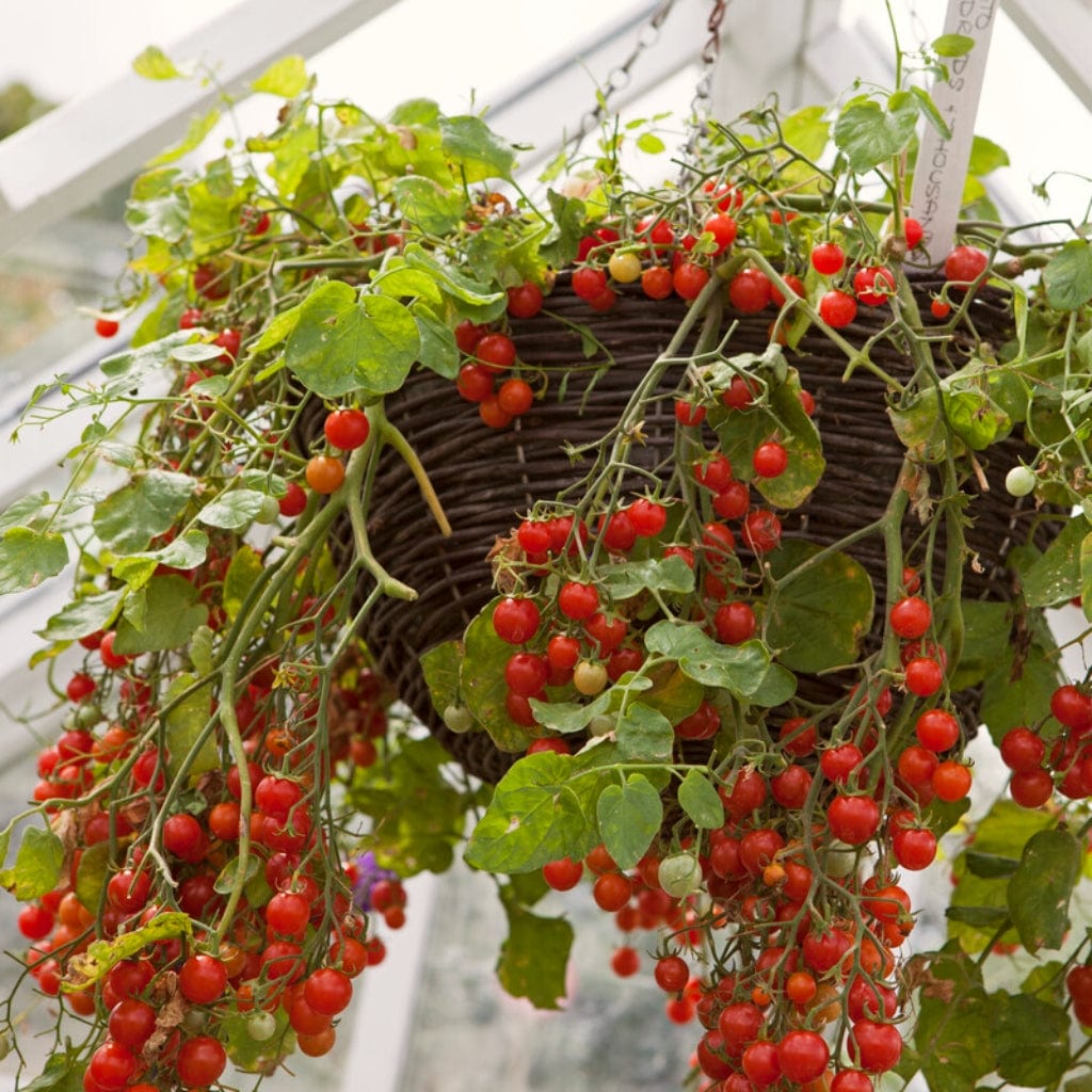 'Tumbling Tom Red' Tomato Plants