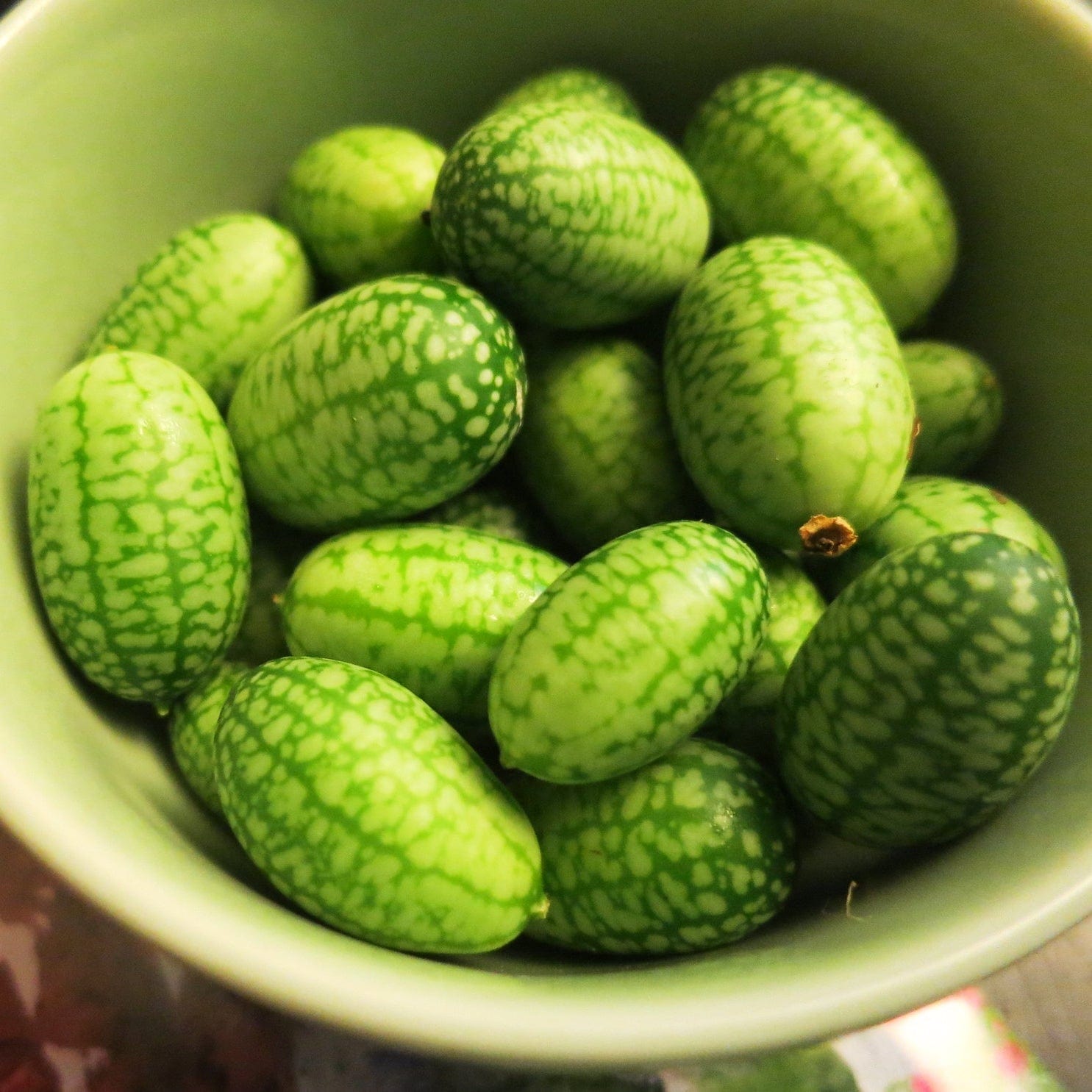 Cucamelon Plants
