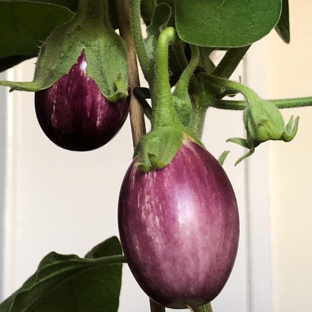 'Pinstripe' Aubergine Plants