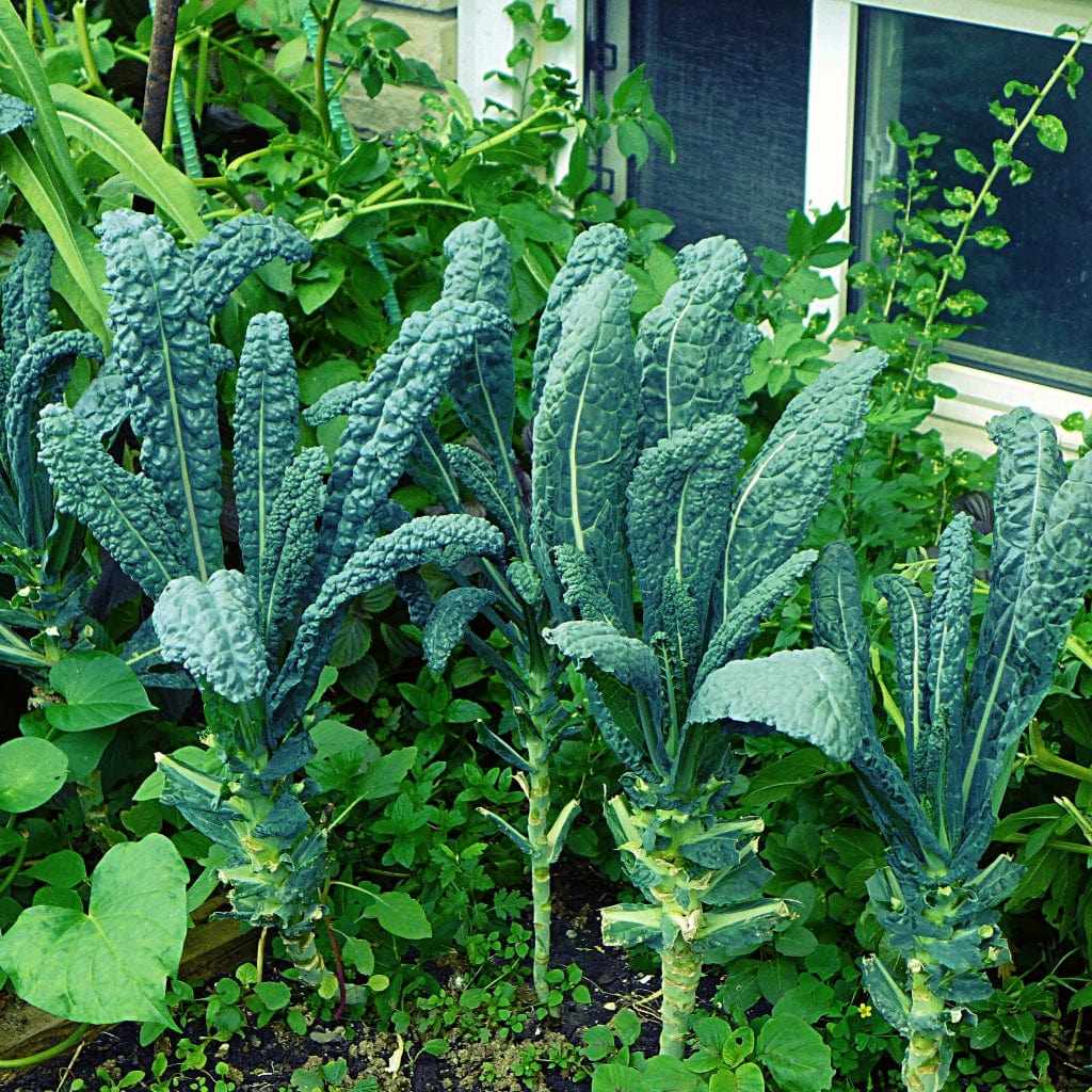 'Cavolo Nero' Black Kale Plants
